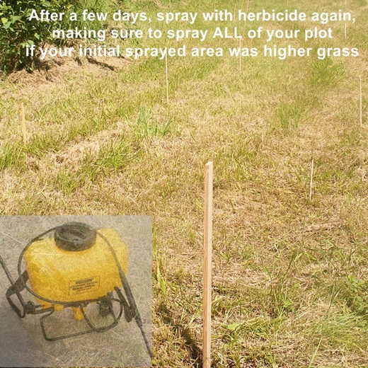 deer hunting plot