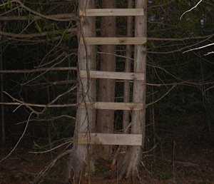 ladder deer stand